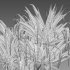 Pandanus baptistii – Variegated Dwarf Pandanus 02 - Thumbnail 6
