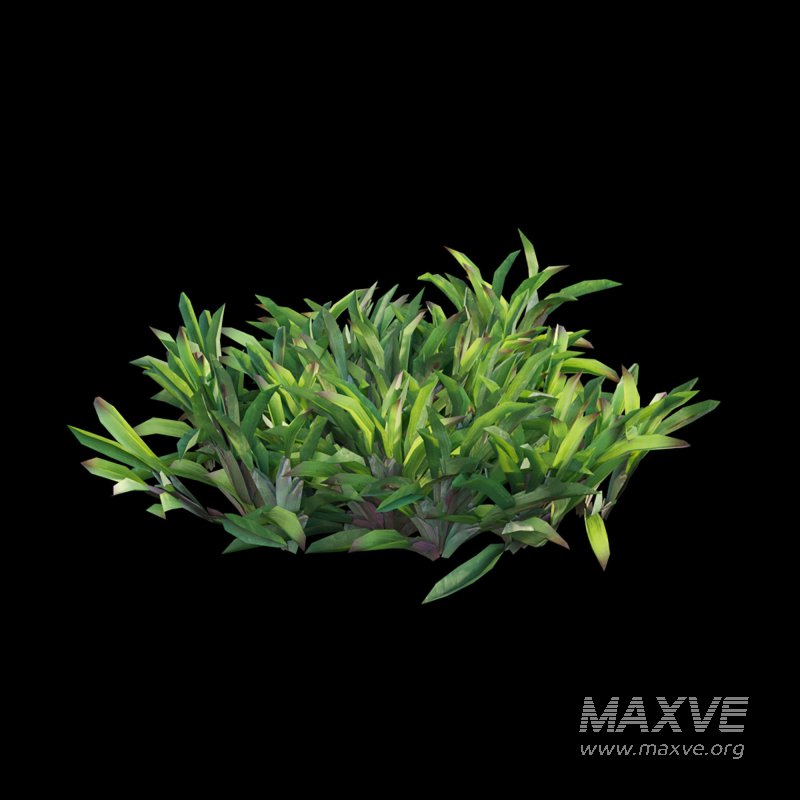 Axonopus Compressus Set 01 - Image 3