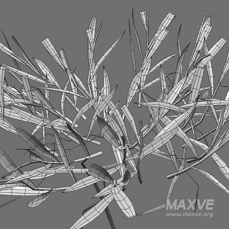 Cynodon dactylon – cut 01 - Image 8