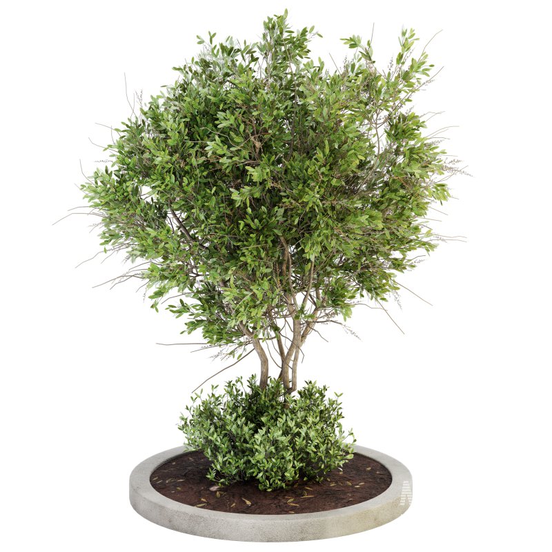 Outdoor Plant Set 011 - Image 1