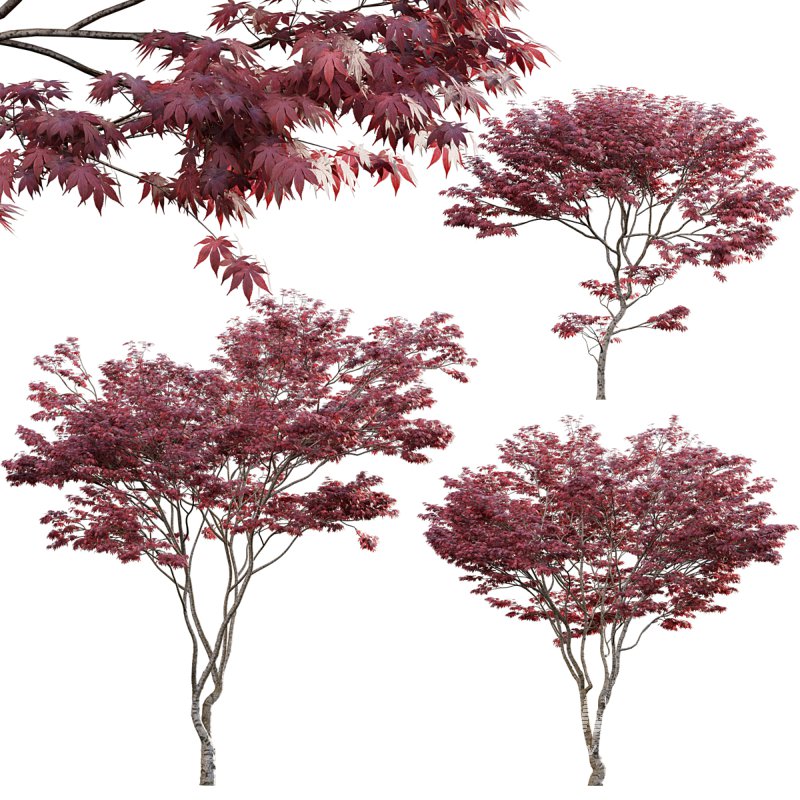 Japanese maple – Acer palmatum 01 - Image 1