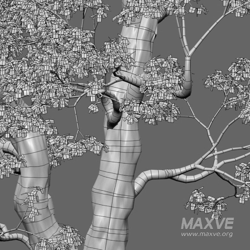 Cinnamomum camphora 03 - Image 5