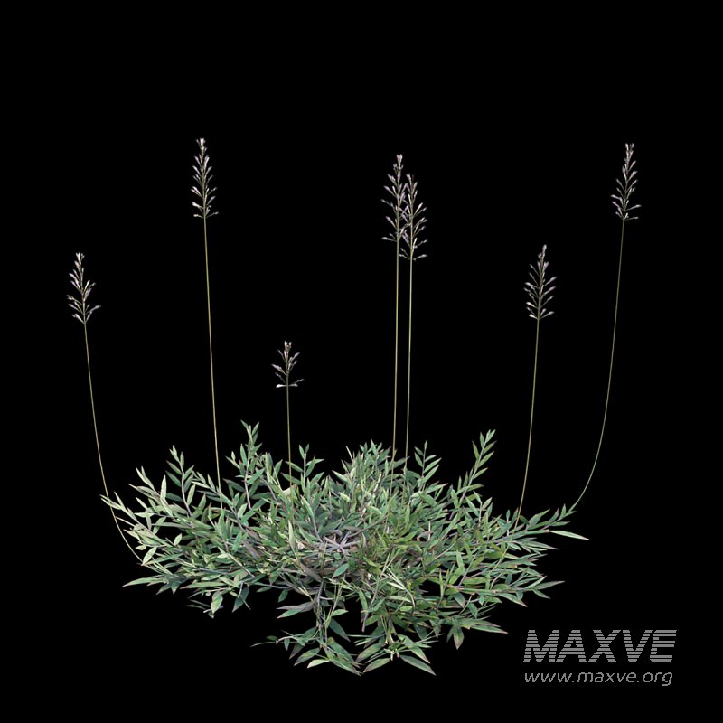 Chrysopogon aciculatus 02 - Image 6