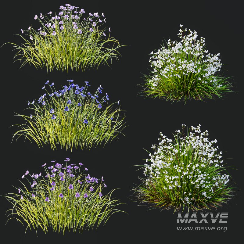 AV Spring flowering grasses Fringe lily and Libertia Grandiflora - Image 13