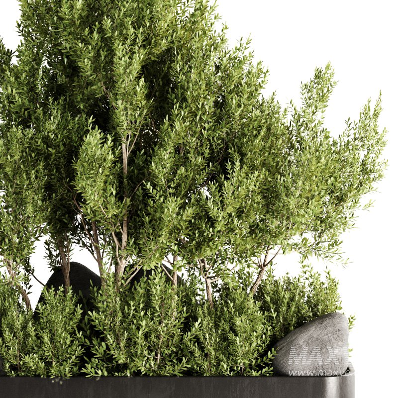 Indoor plants-Pot and tree set168 - Image 5