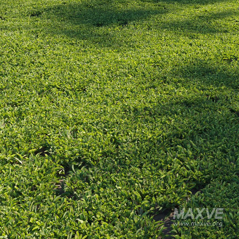 Axonopus compressus_cut_01 - Image 1