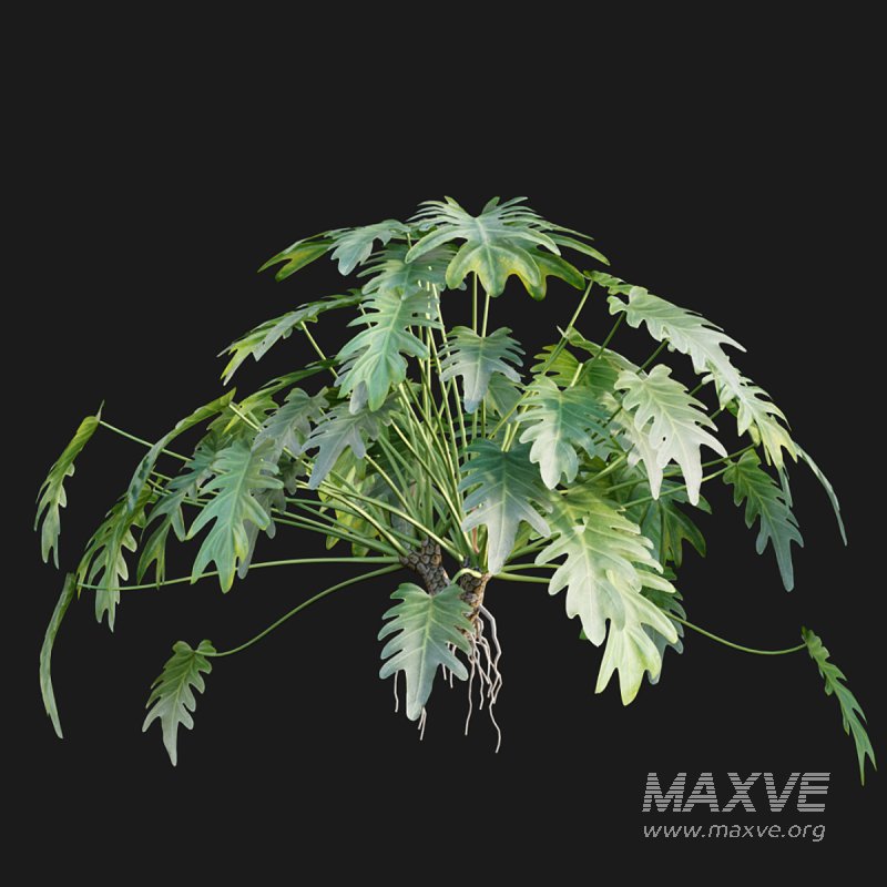 Philodendron xanadu - Image 2