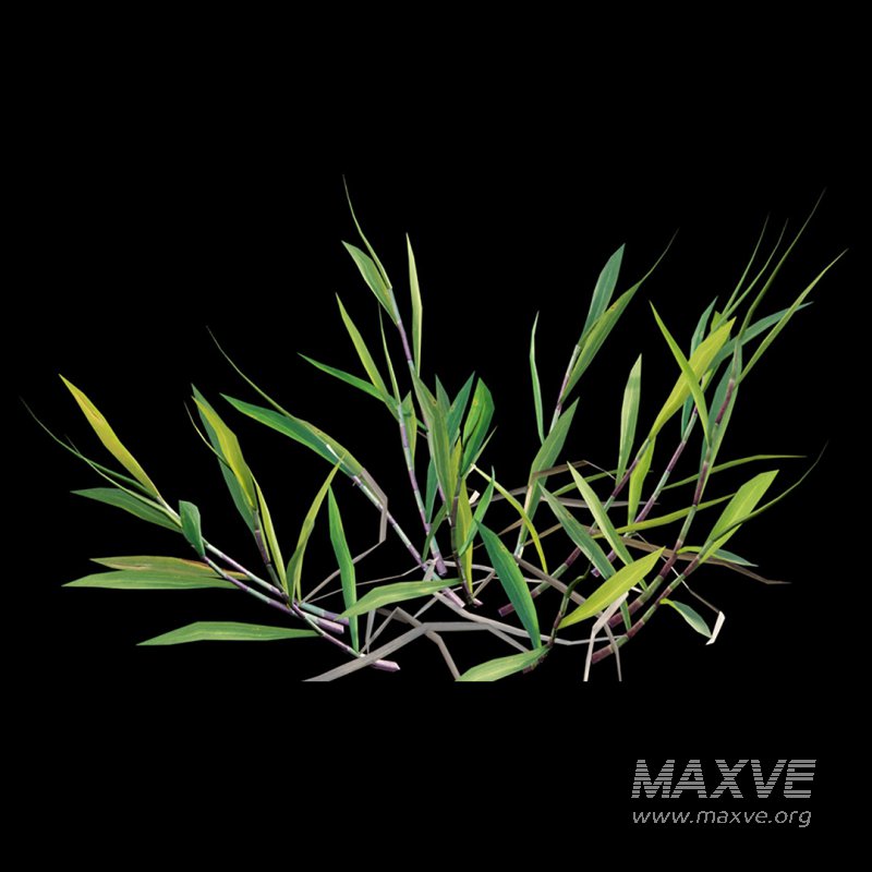 Cynodon dactylon – set 02 - Image 8