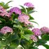 Hydrangea - Thumbnail 2