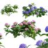 Hydrangea - Thumbnail 1