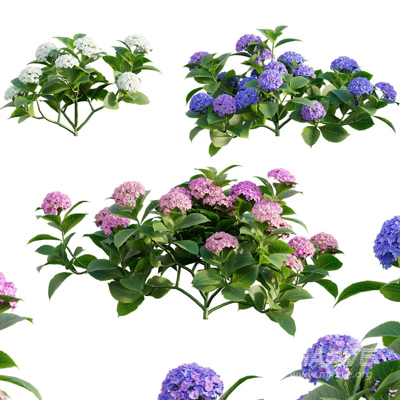 Hydrangea - Image 1