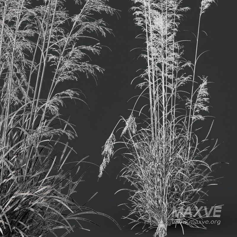 AV Celtica Gigantea Stipa Golden Oats and Calamagrostis Acutiflora Karl Foerster grasses - Image 11