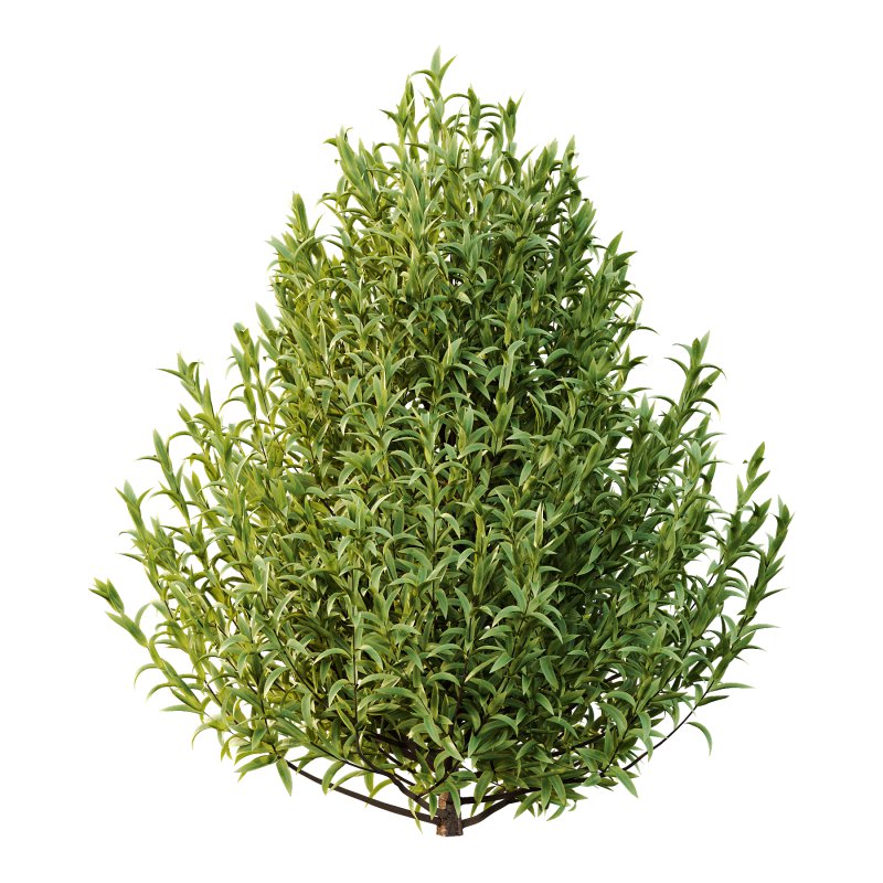 Sweet Viburnum Plant01 - Image 2