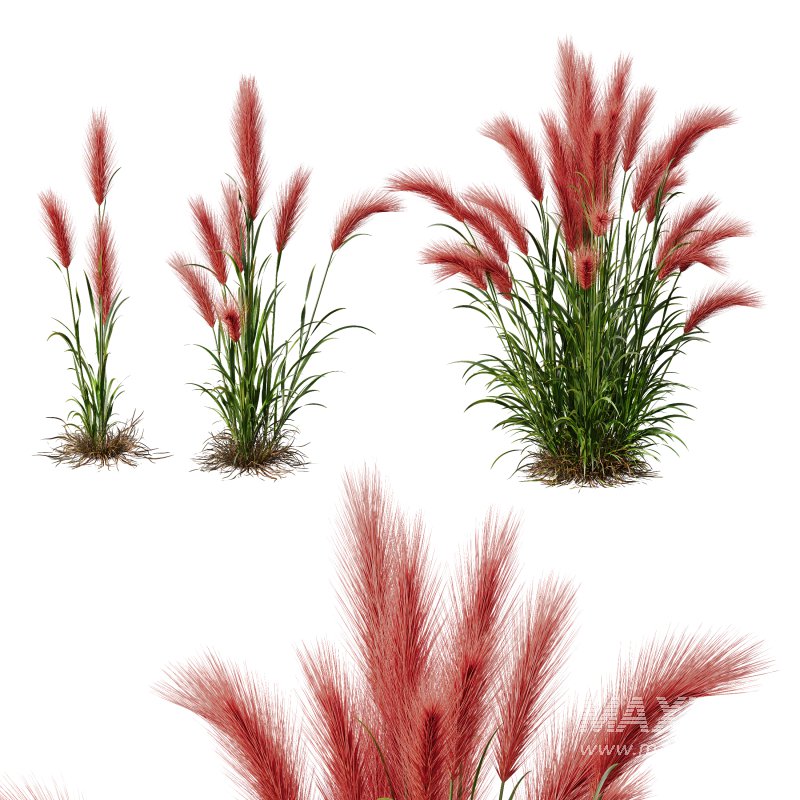 AV 11 different Grasses - Image 5