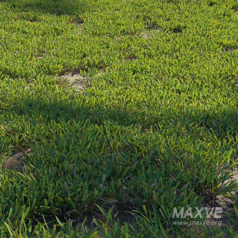 Cynodon dactylon – cut 02 - Image 2