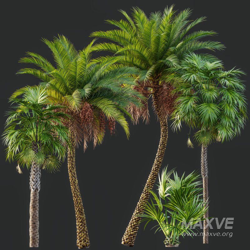AV Sabal Palmetto Cabbage Palm and Phoenix Sylvestris Fruit palm tree - Image 5