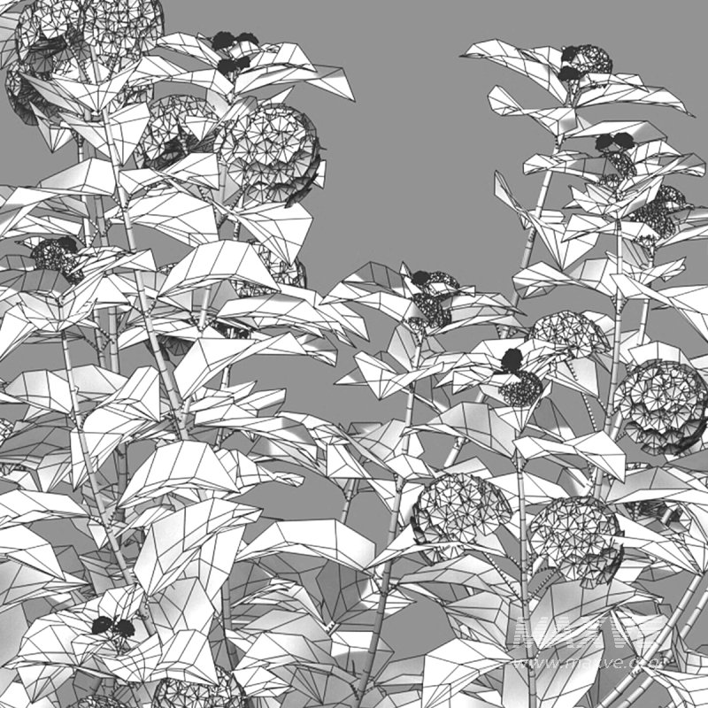 Lantana camara - Image 6