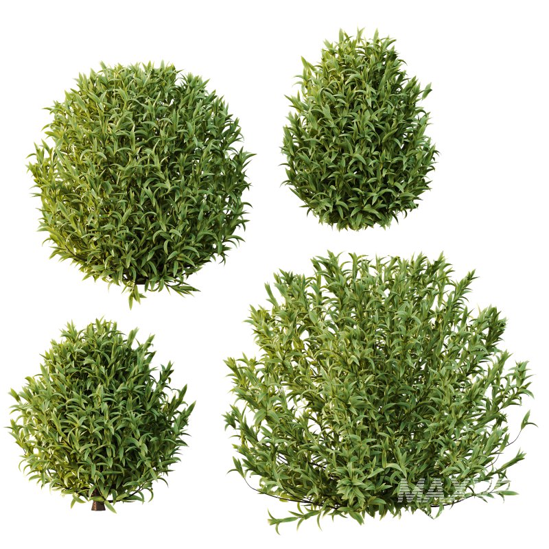 Sweet Viburnum Plant01 - Image 4