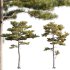 Pinus tabuliformis - Thumbnail 1