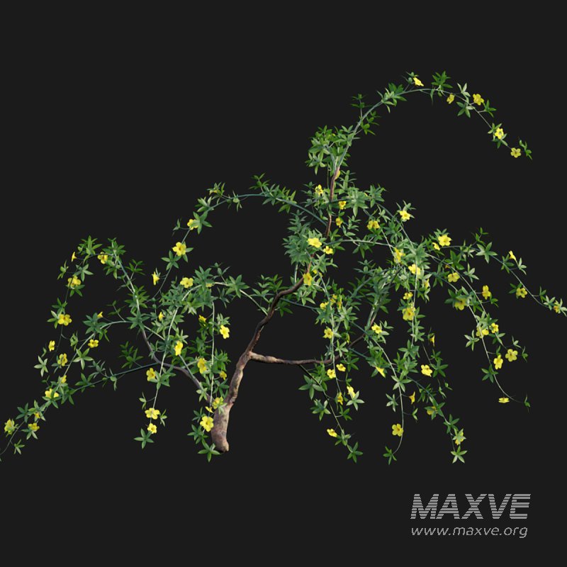 Allamanda cathartica – Golden Trumpet 02 - Image 5