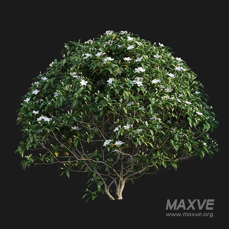 Wrightia antidysenterica 02 - Image 3