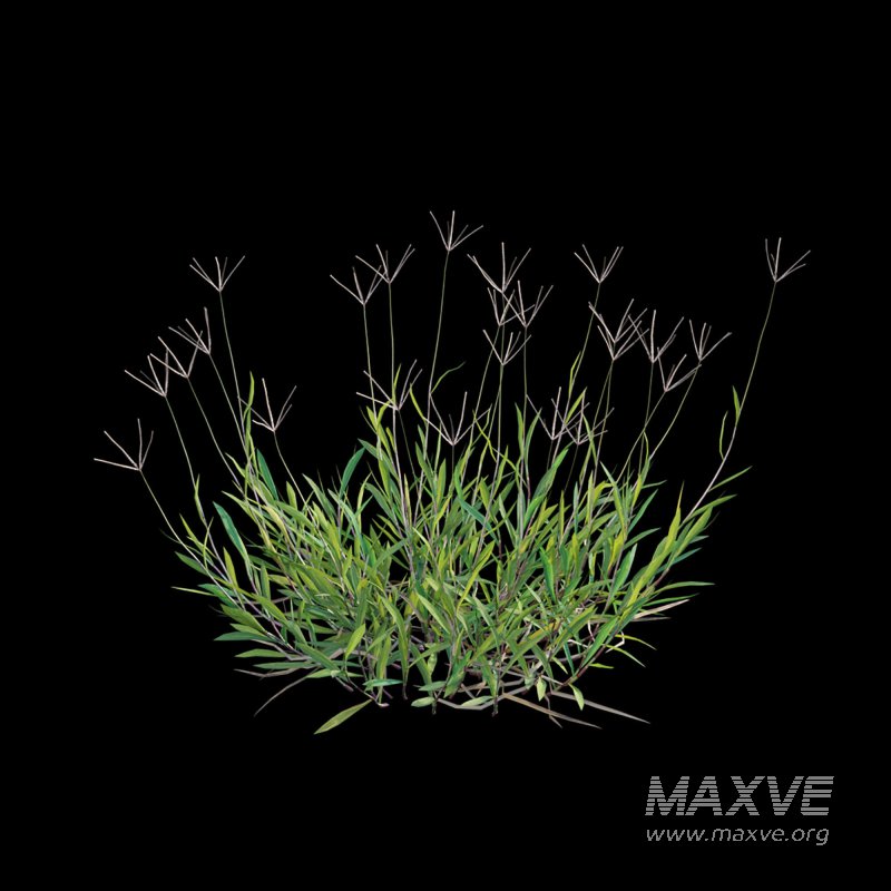 Cynodon dactylon – set 01 - Image 6