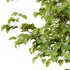 Catalpa Ovata Tree 06 - Thumbnail 3