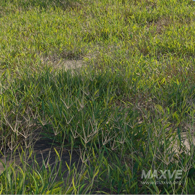 Cynodon dactylon – dry 02 - Image 2