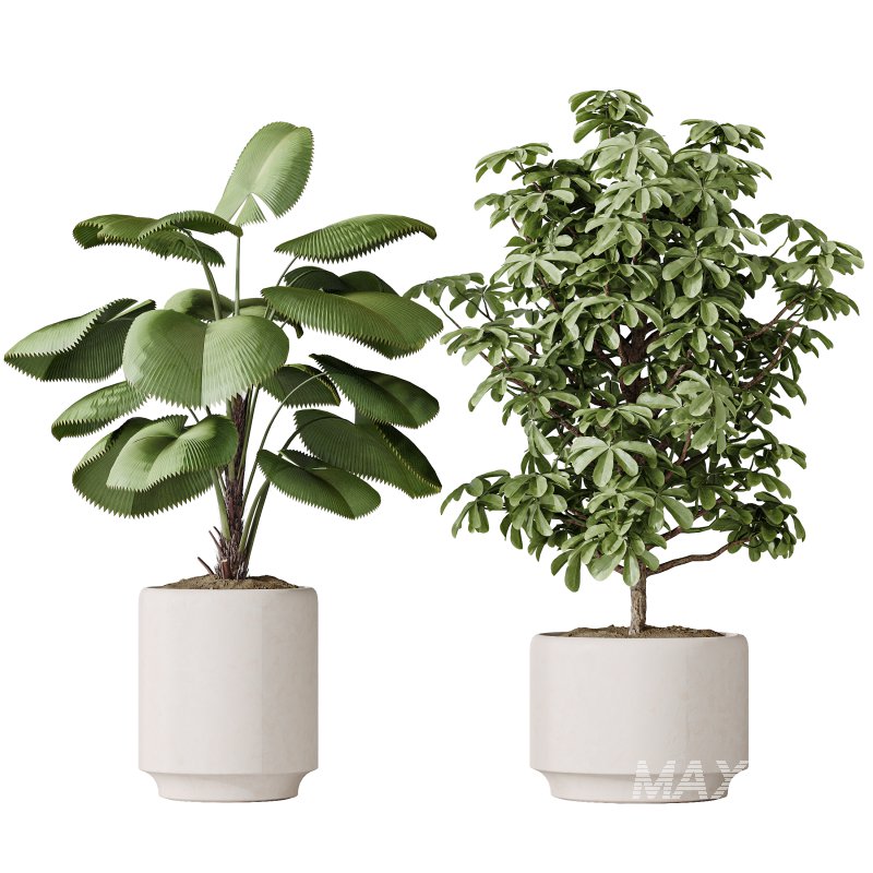 AV Indoor plants set 186 Olive Artificial and Arboricola Umbrella and Areca Palm and Rhapis Excelsa Lady Palm and Ruffled Fan Palm - Image 3