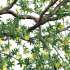 Allamanda cathartica – Golden Trumpet 02 - Thumbnail 2