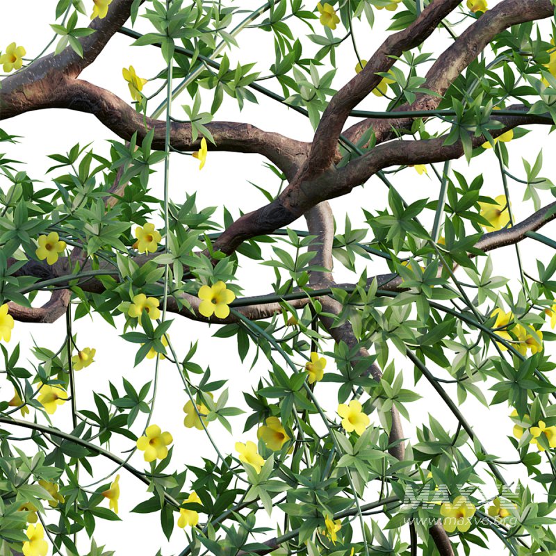 Allamanda cathartica – Golden Trumpet 02 - Image 2