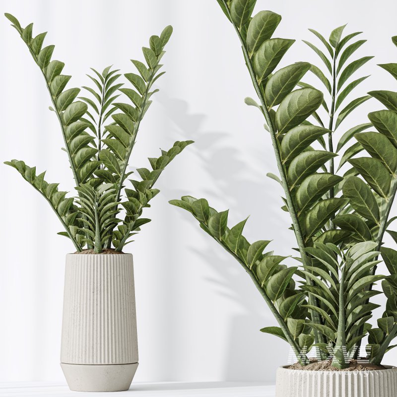 AV Indoor plants set 184 Olive Artificial Olea Tree and Zamiifolia Araceae and Lemon Lime Cane Dragon and Euphorbia Drupifera - Image 6