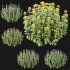 Wild flower bush - Thumbnail 3