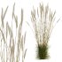 AV Celtica Gigantea Stipa Golden Oats and Calamagrostis Acutiflora Karl Foerster grasses - Thumbnail 8
