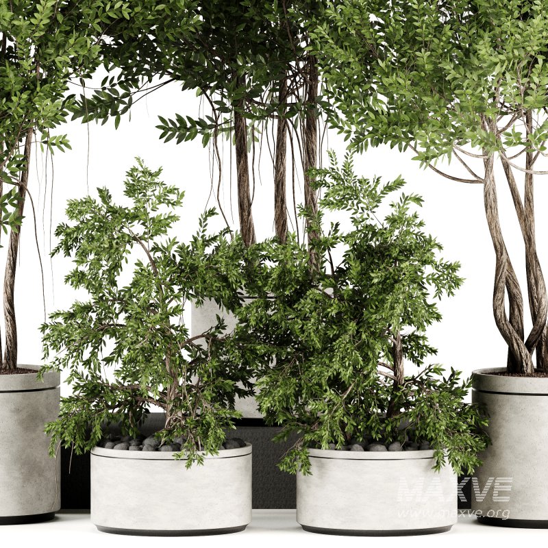 Indoor plants-Pot and tree set167 - Image 5