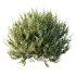 AV 9 different Montra Olive Bush - Thumbnail 2