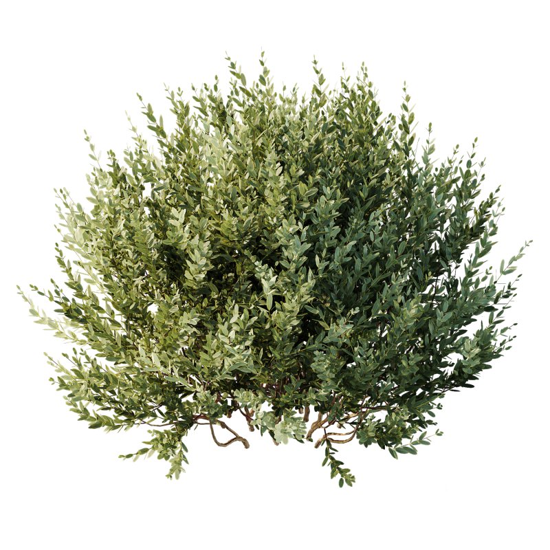 AV 9 different Montra Olive Bush - Image 2
