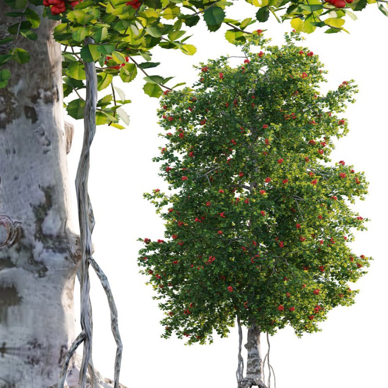 ilex aquifolium – Holly - Image 2