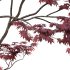 Japanese maple – Acer palmatum 01 - Thumbnail 6