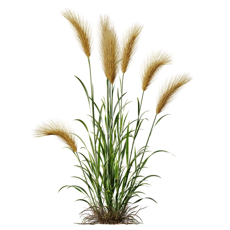 AV 11 different Grasses - Image 3