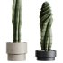 AV HousePlants Cactus Euphorbia Trigona Ingens Candelebra Tree - Thumbnail 2