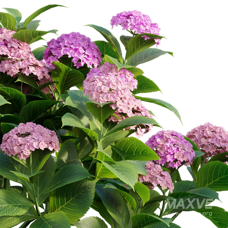 Hydrangea 02 - Image 3