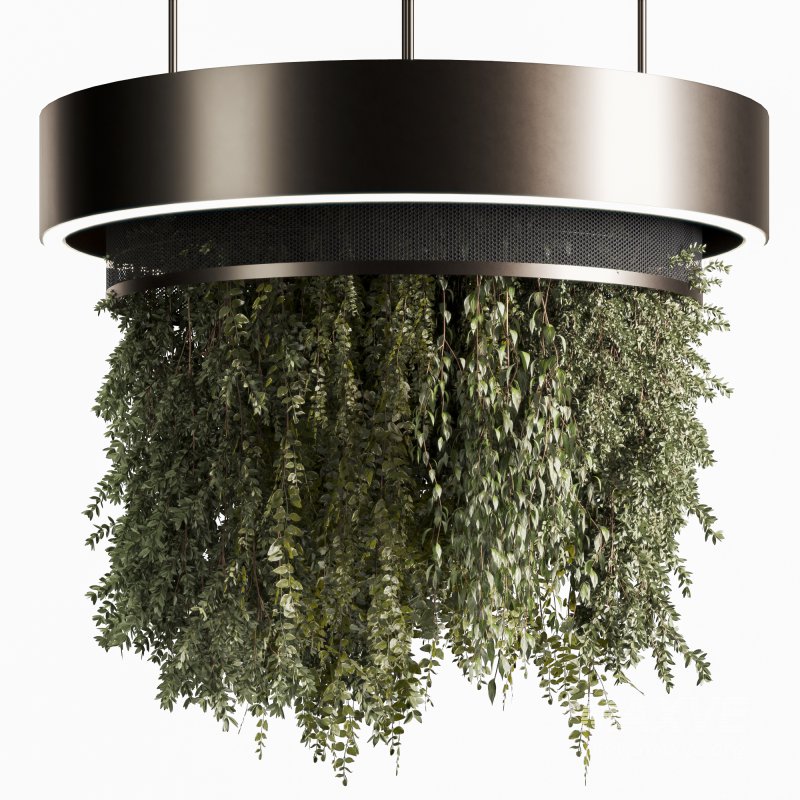 Indoor plants Hanging Plants set91 - Image 1