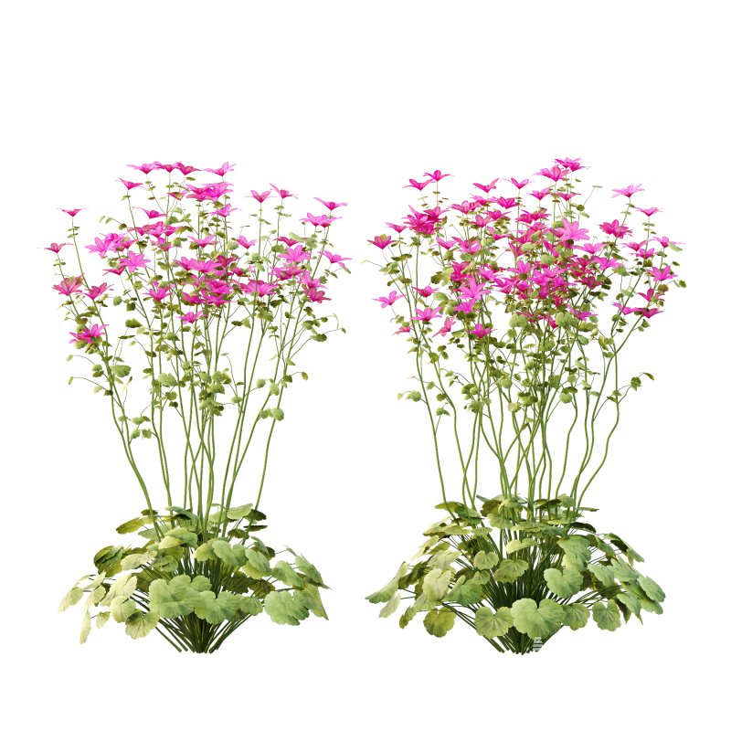 comes from the Greek word geranos meaning crane in reference to the fruit which purportedly resembles the head and beak of a crane. - Image 5