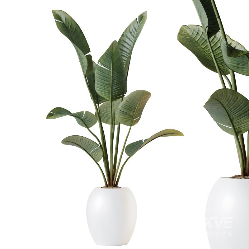 AV Indoor plants set 180 Alnus Glutinosa Alder Schwarzerle Betulus Hazel Erle and Bird Of Paradise Strelitzia Nicolai - Image 2