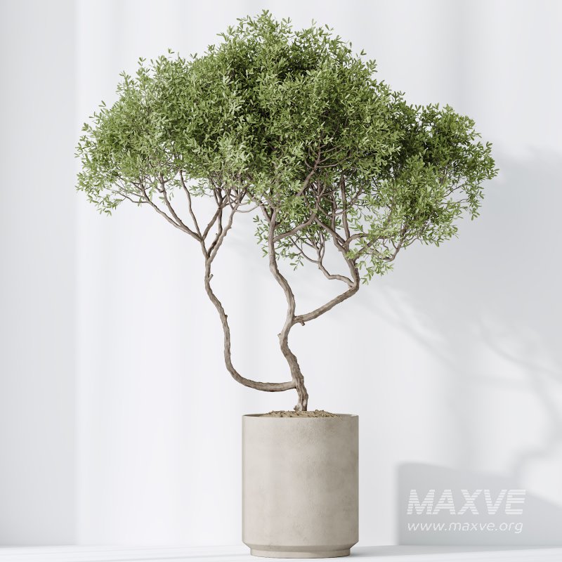 AV Indoor plants set 191 Mandarin Citrus Fruit Orange and Mission Arbequina Olive and Ficus Elastica Robusta and Ficus Cyathistipula African Fig - Image 6