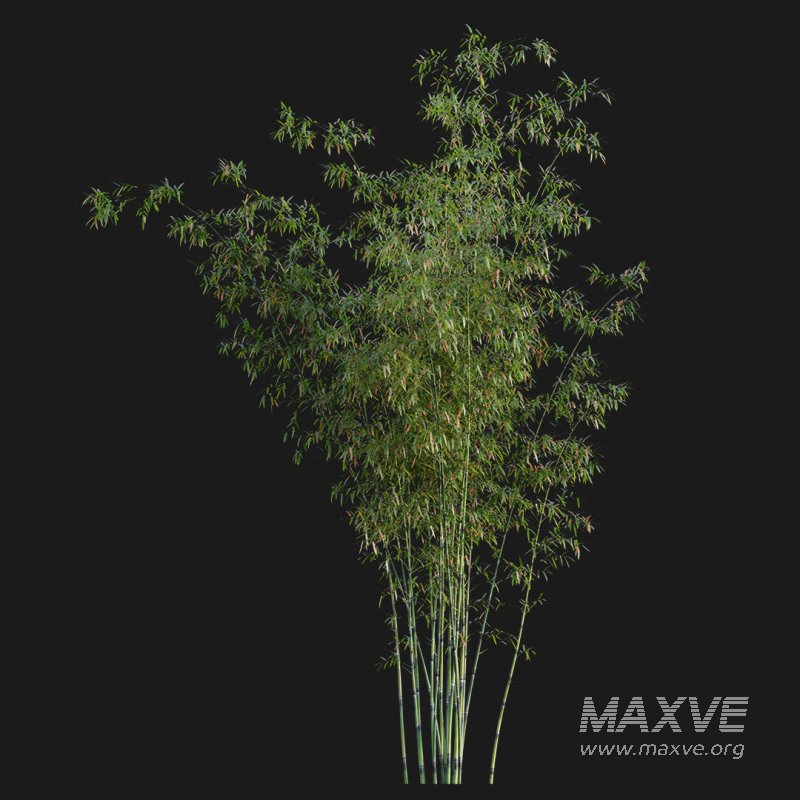 Bamboo – Bambusa lako - Image 3