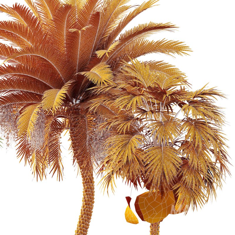 AV Sabal Palmetto Cabbage Palm and Phoenix Sylvestris Fruit palm tree - Image 7