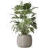 AV Indoor plants set 183 Olive Tree and Yucca Elephantipes Gigantea and Areca Palm and Giant Monstera Deliciosa - Thumbnail 3