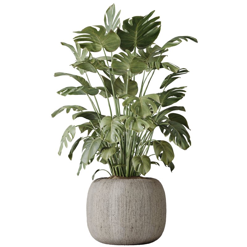 AV Indoor plants set 183 Olive Tree and Yucca Elephantipes Gigantea and Areca Palm and Giant Monstera Deliciosa - Image 3